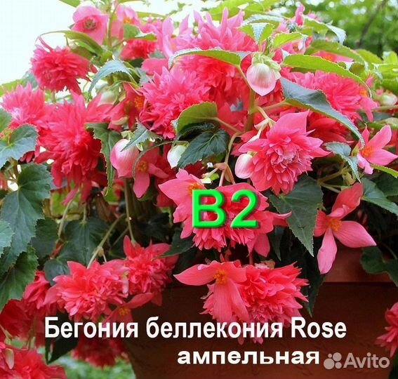Растение бегония