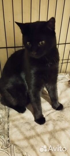 Кошечка Вупи