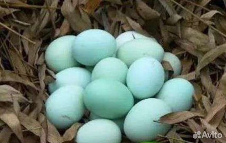 Инкубационное яйцо ухейилюй