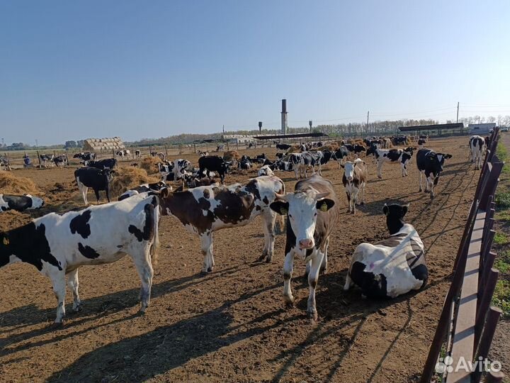 Телки старше года от 300 кг
