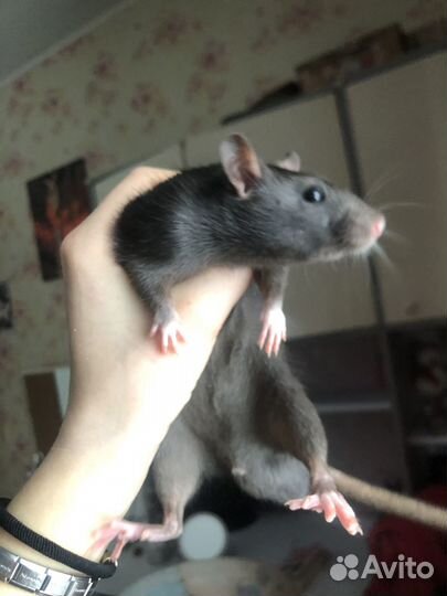 Продам крысу
