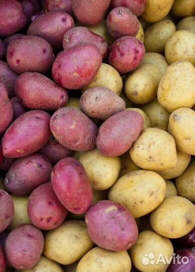 Продам картофель семенной