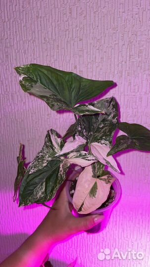 Сингониум Империал Вайт, Тиффани