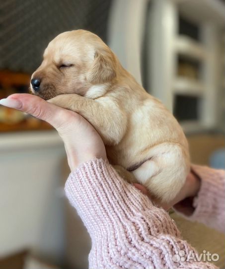 Щенки лабрадора