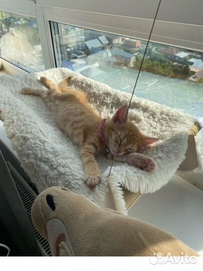 Гамак для кошек на окно