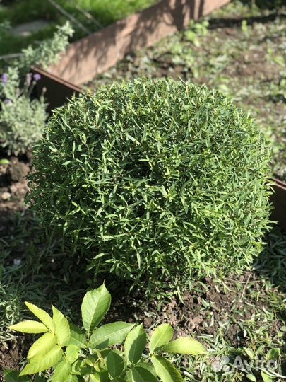 Ива тонколистная