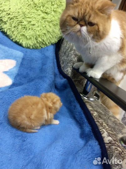 Котята Экзотики