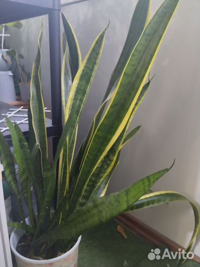 Сансевиерия