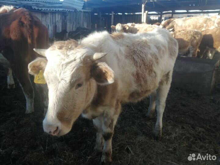 Корова высокоудойная