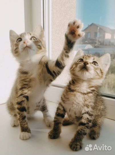 Зоопсихолог, коррекция поведения кошек