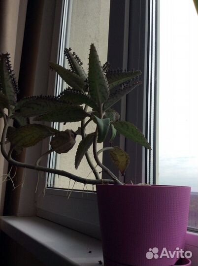 Каланхоэ- доктор