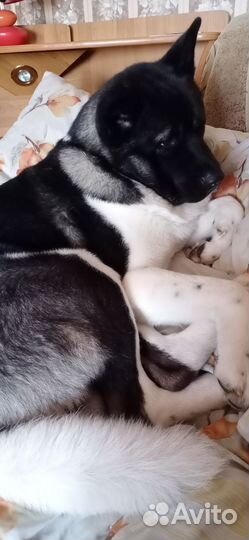 Американская акита вязка