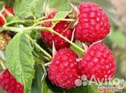 Саженцы малины красной и жёлтой и др