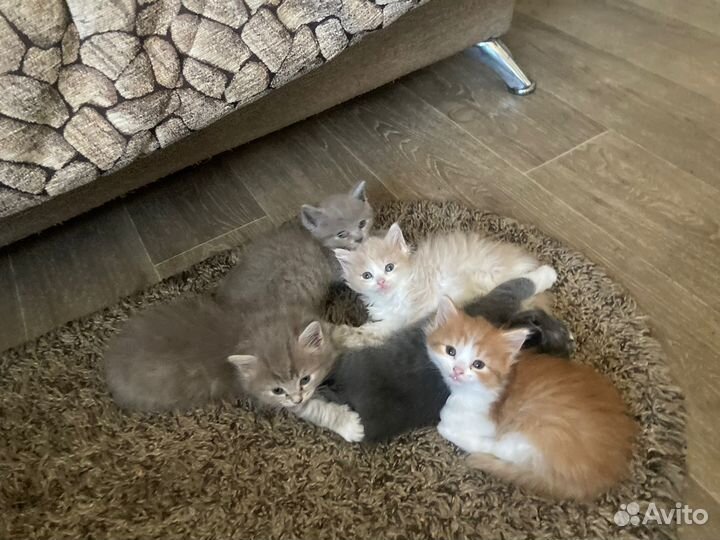 Шикарные котята