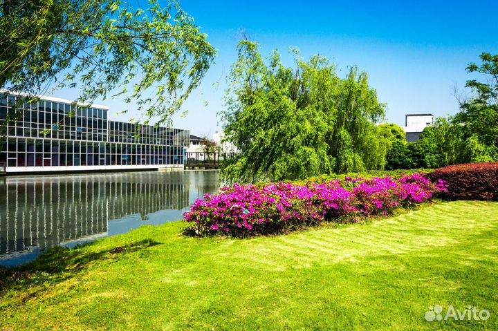 Рулонный газон с укладкой