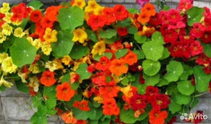 Настурция в ассортименте