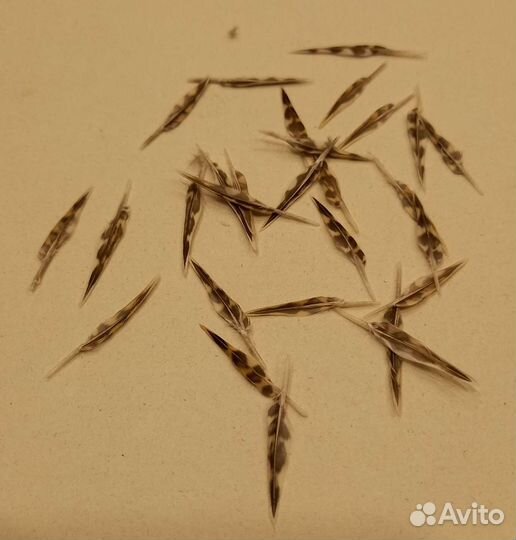 Перо вальдшнепа