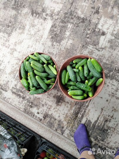 Огурцы свежие домашние