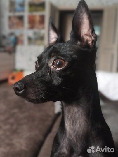 Вязка кобель той-терьер