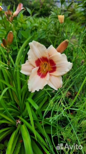 Лилейники сортовые