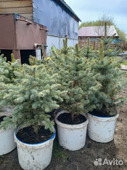 Елка Голубая