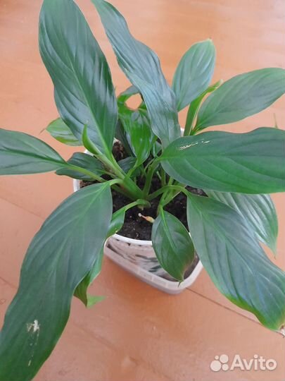 Комнатные цветы