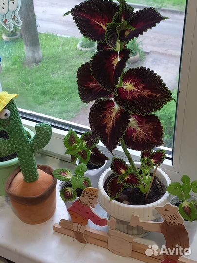 Колеус (крапивка)