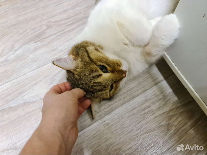 Кот Василий в добрый дом