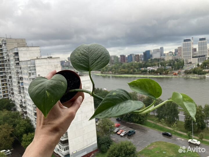 Сингониум, филодендрон, сциндапсус, пеперомия