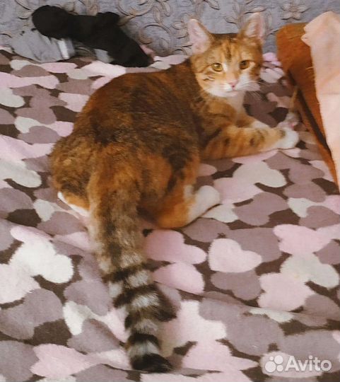 Молоденькая трехцветная кошечка Анфиса