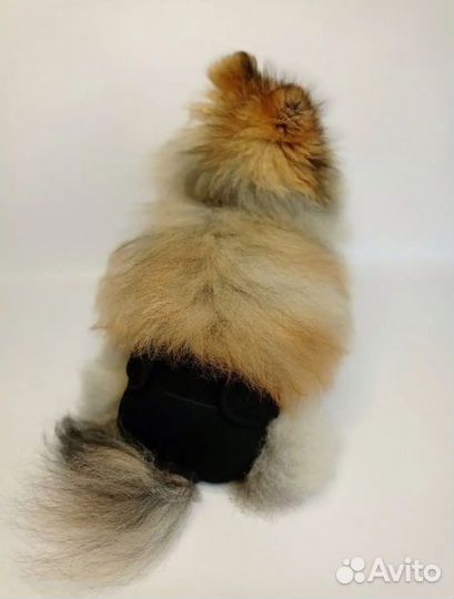 Трусы для собак