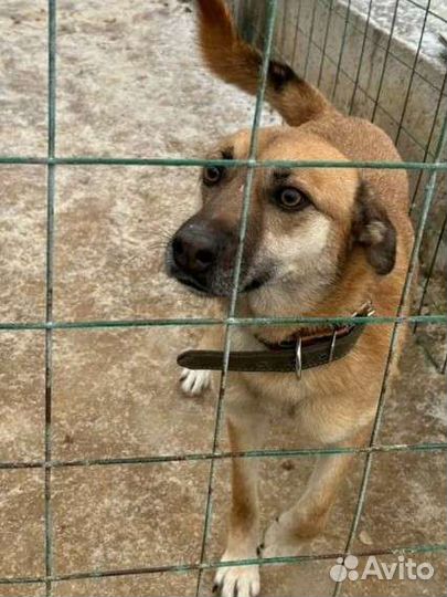 Собака пёс из приюта