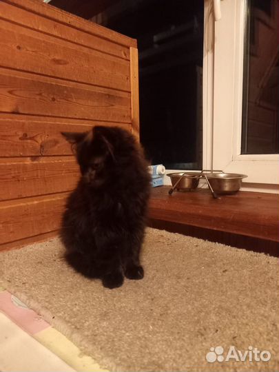 Котенок черный девочка