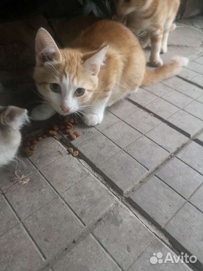 Британская кошка в дар