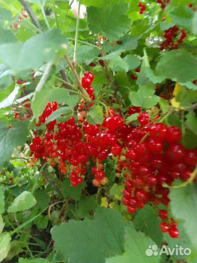 Красная смородина