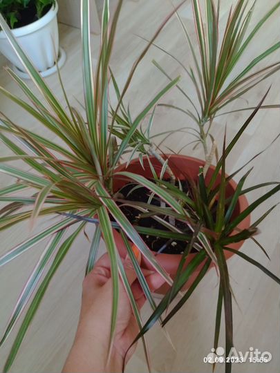 Комнатные растения