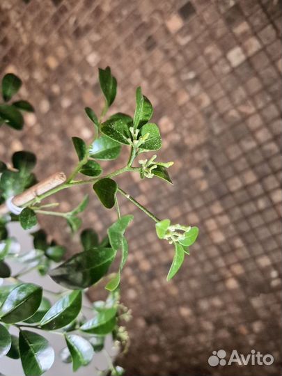 Мурайя(Муррайя Мин-а-мин взрослая)