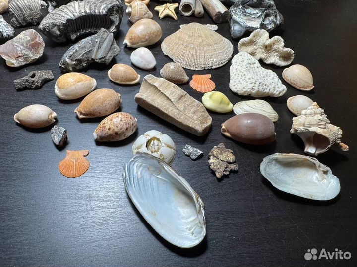 Морские находки