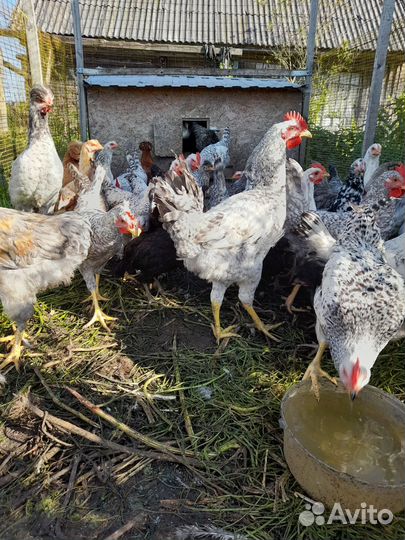 Молодые петушки