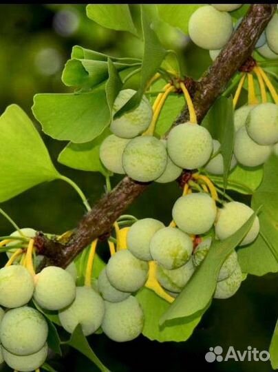 Гингко Билоба