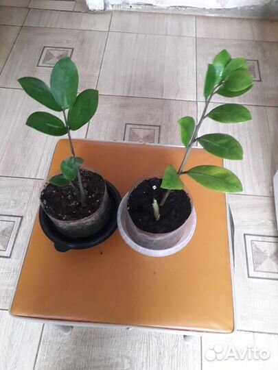 Комнатные цветы,Замиокулькас