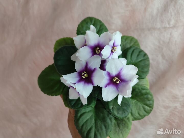 Фиалки цветущие в горшке