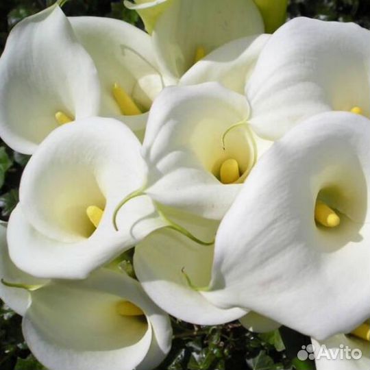 Калла Кристал Бьюти (цена за 2 клубня)