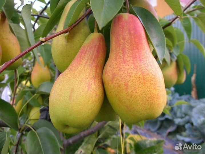 Саженцы груши Талгарская красавица