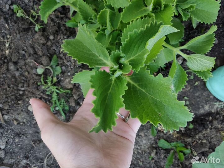 Комнатная мята. Цена договорная