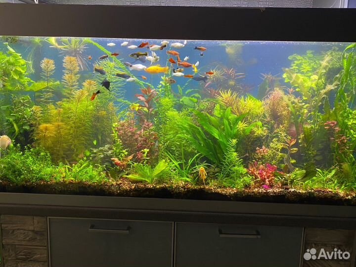 Аквариумные растения