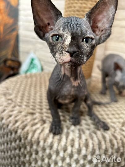 Канадский сфинкс