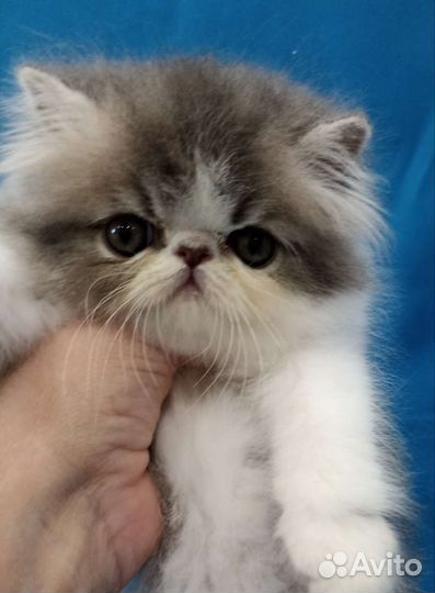 Персы и экзоты из питомника