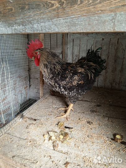 Куры петухи