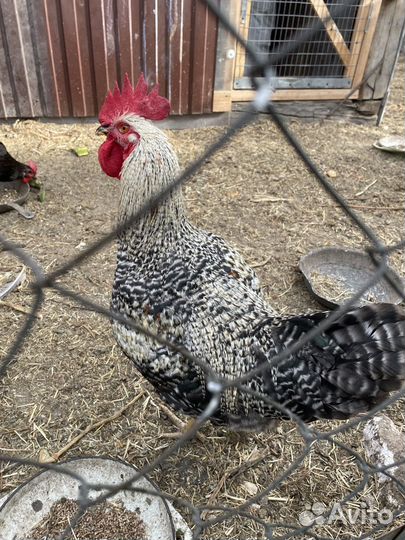 Молодые петухи